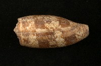 藏品(殺手芋螺)的圖片